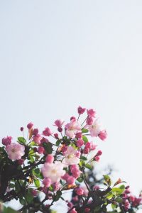 fleur malus halliana