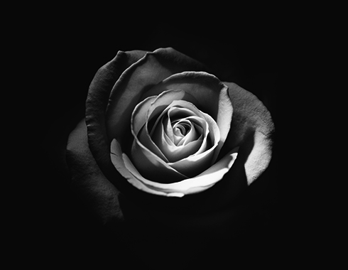 une rose noir